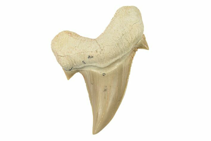 Fossil Shark Tooth (Otodus) - Morocco #259906